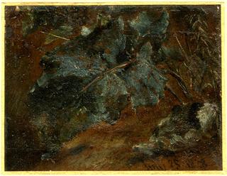 Study of Dock Leaves
