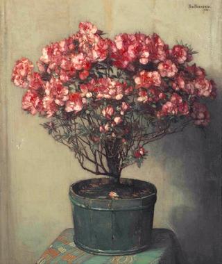 Pink Azaleas