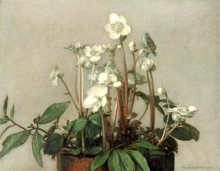 Christmas roses