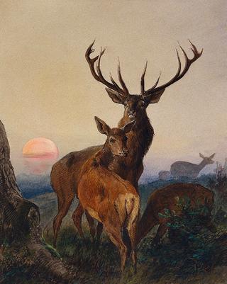 A Stag With Deer In A Wooded Landscape At Sunset