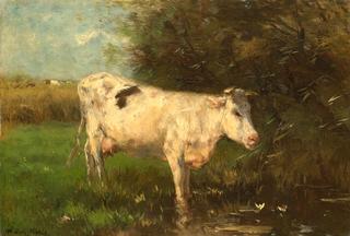 White Cow
