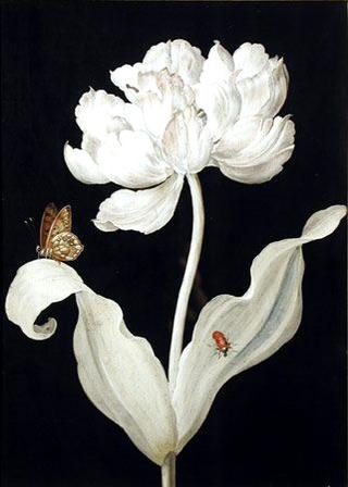 Peony with Bug and Butterfly
