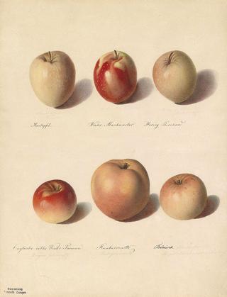 Apples