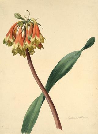 Cyrtanthus obliquus