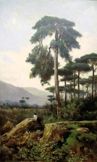 Pine Trees