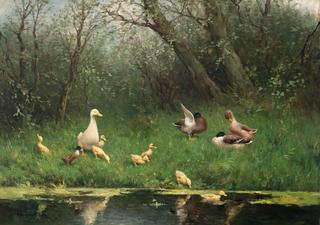 Family of Ducks by the Water