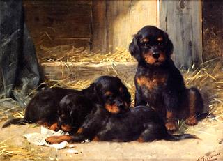 Gordon Setter Puppies