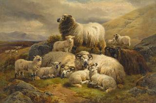 Sheep and lambs in the highlands