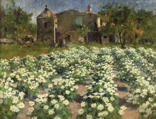 Field of Flowers