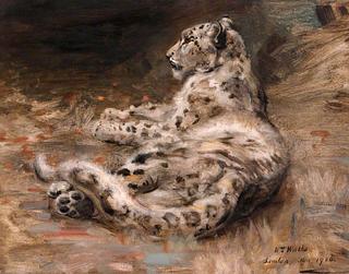 A Leopard