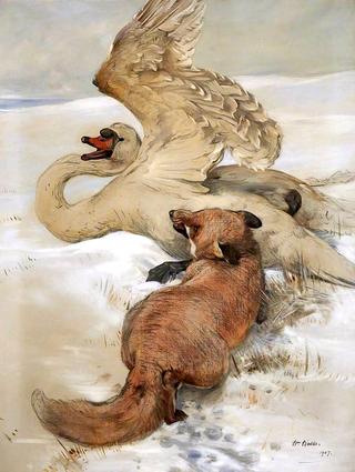 Fox Attacking Wounded Swan