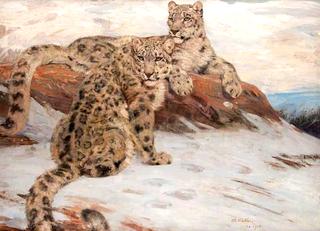 Snow Leopards
