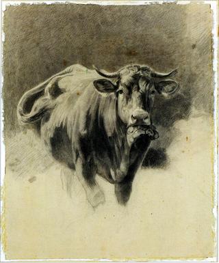 A Bull