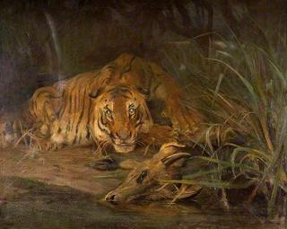 Tiger and Prey