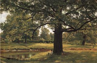 Oaks in Peterhof