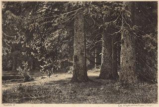 Fir Trees