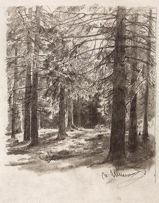 Fir Trees in the Sunlight