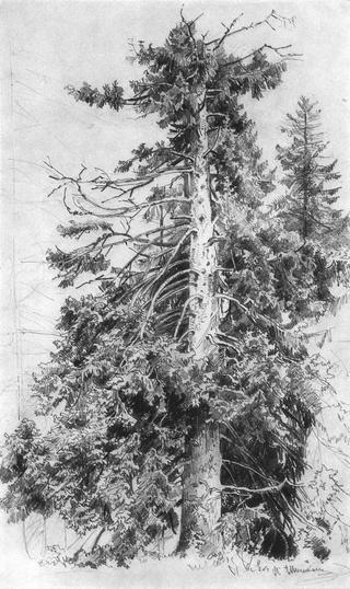 A Fir Tree