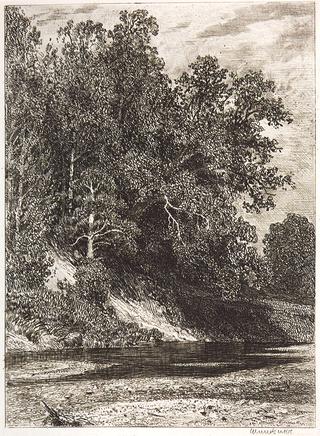 Forest on a Steep Bank
