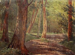 Forest Path
