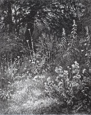 Wild Flowers