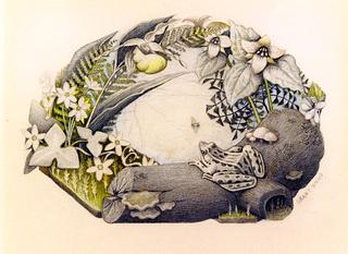 Wild Flowers