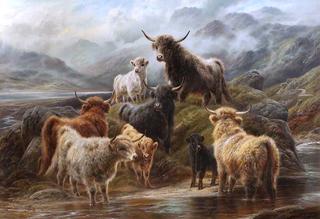 Highland Cattle