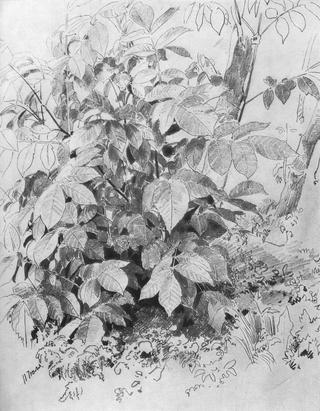 Undergrowth