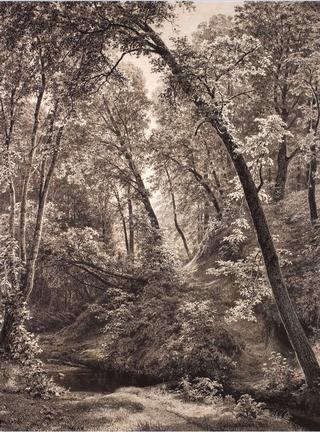 Forest Stream