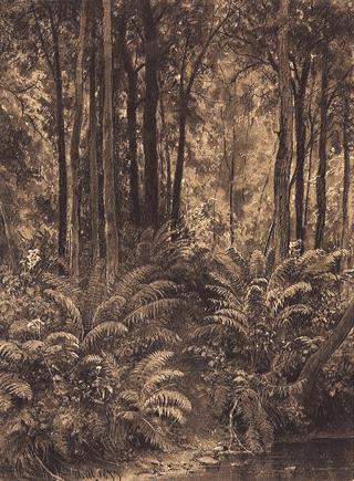 Ferns in the Forest