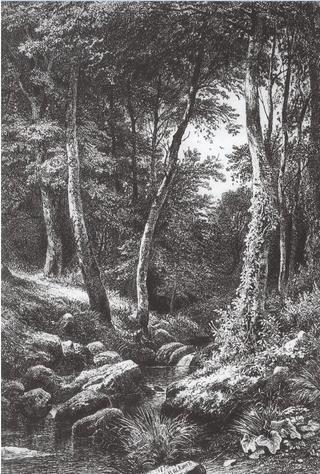 Forest Stream