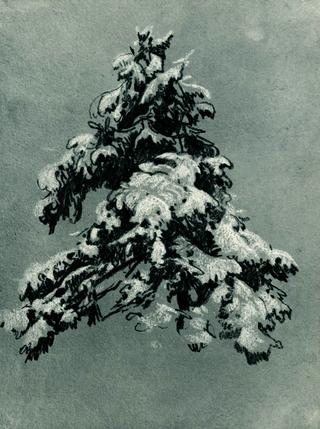 Pine Tree under the Snow