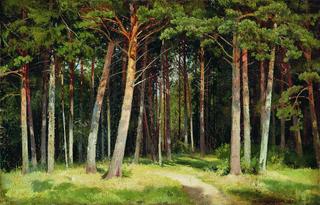 Pine Forest