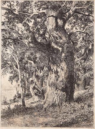 An Old Oak