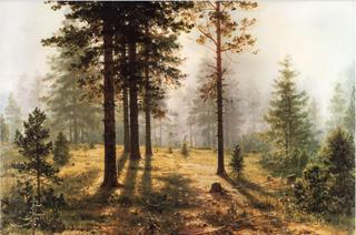 Fog in the Forest