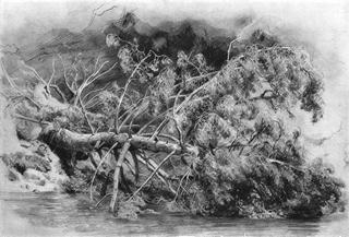 A Fallen Tree