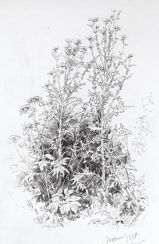 Wild Flowers