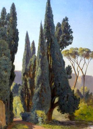 Stone Pine