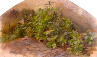 Study of Leaves