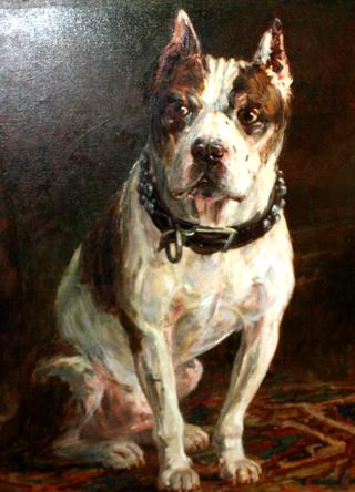 Jack the Dog