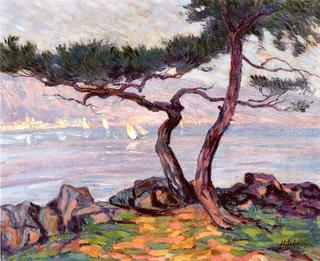 Pines by the Sea