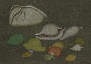 Still Life with Shells