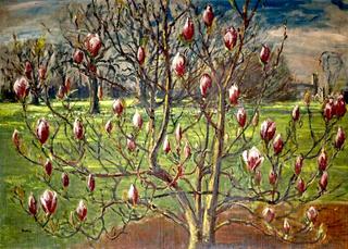 Magnolia soulangiana at Corsham