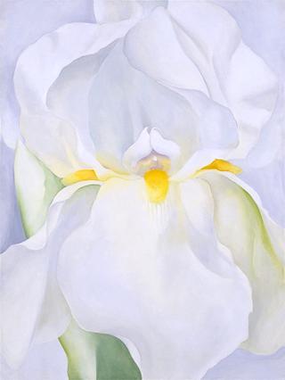 White Iris