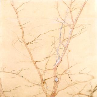 Tree in Spring