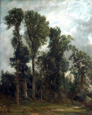 Trees at Hampstead