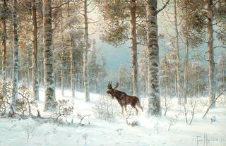Elk in a Winter Forest