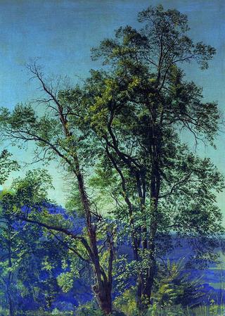 Olive Tree