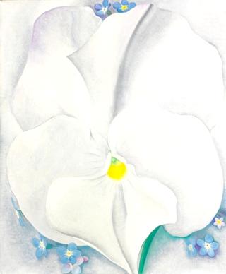 White Pansy