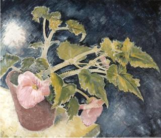 The pink begonia